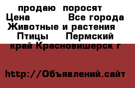 продаю  поросят  › Цена ­ 1 000 - Все города Животные и растения » Птицы   . Пермский край,Красновишерск г.